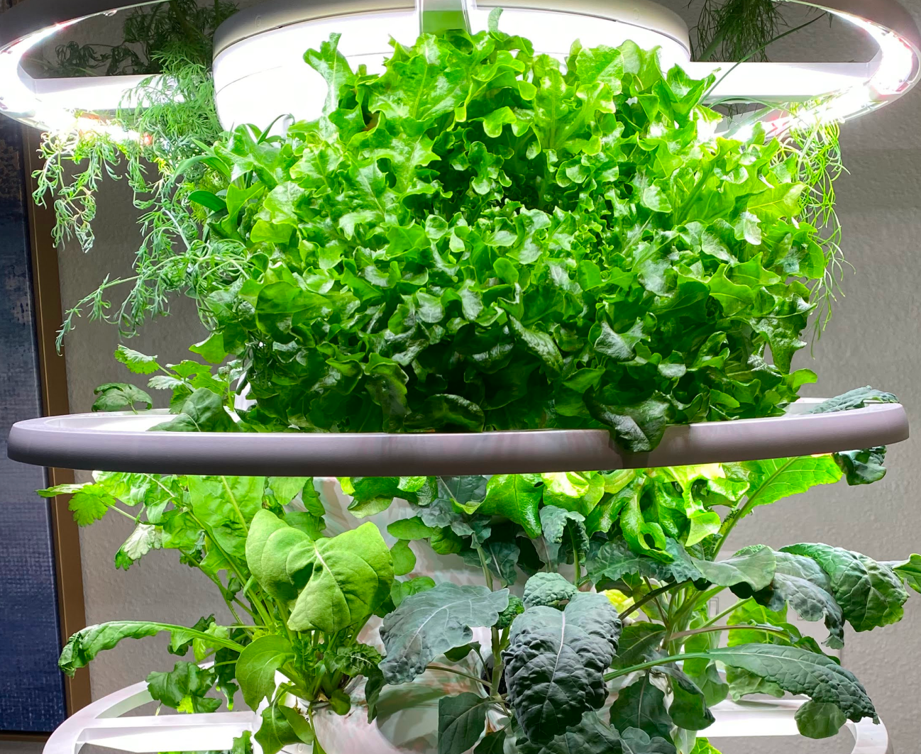 Growing Pains and Gains: Our Hydroponic Journey with Lettuce Grow